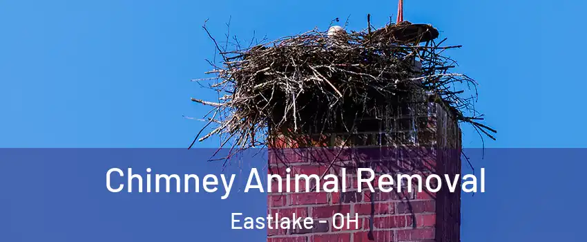  Chimney Animal Removal Eastlake - OH