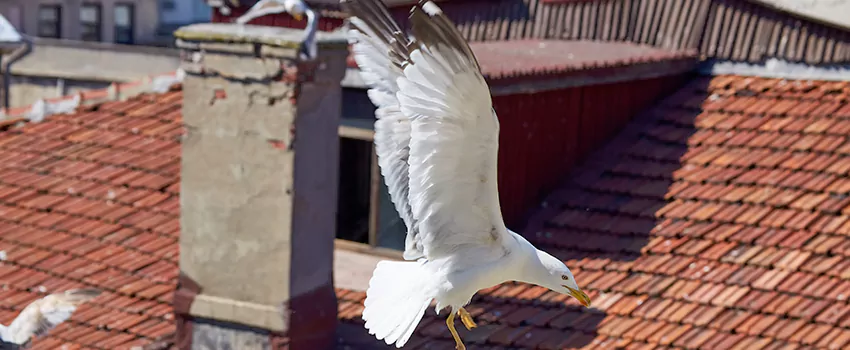 Residential Chimney Animal Removal Solution in Eastlake, OH