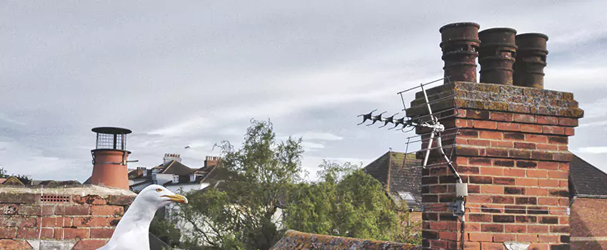 Chimney Cleaning And Restoration in Eastlake, Ohio